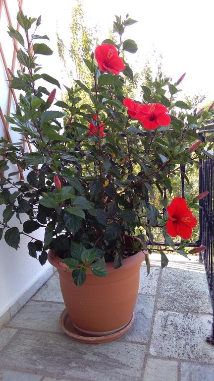Apartment Smaragdi And
